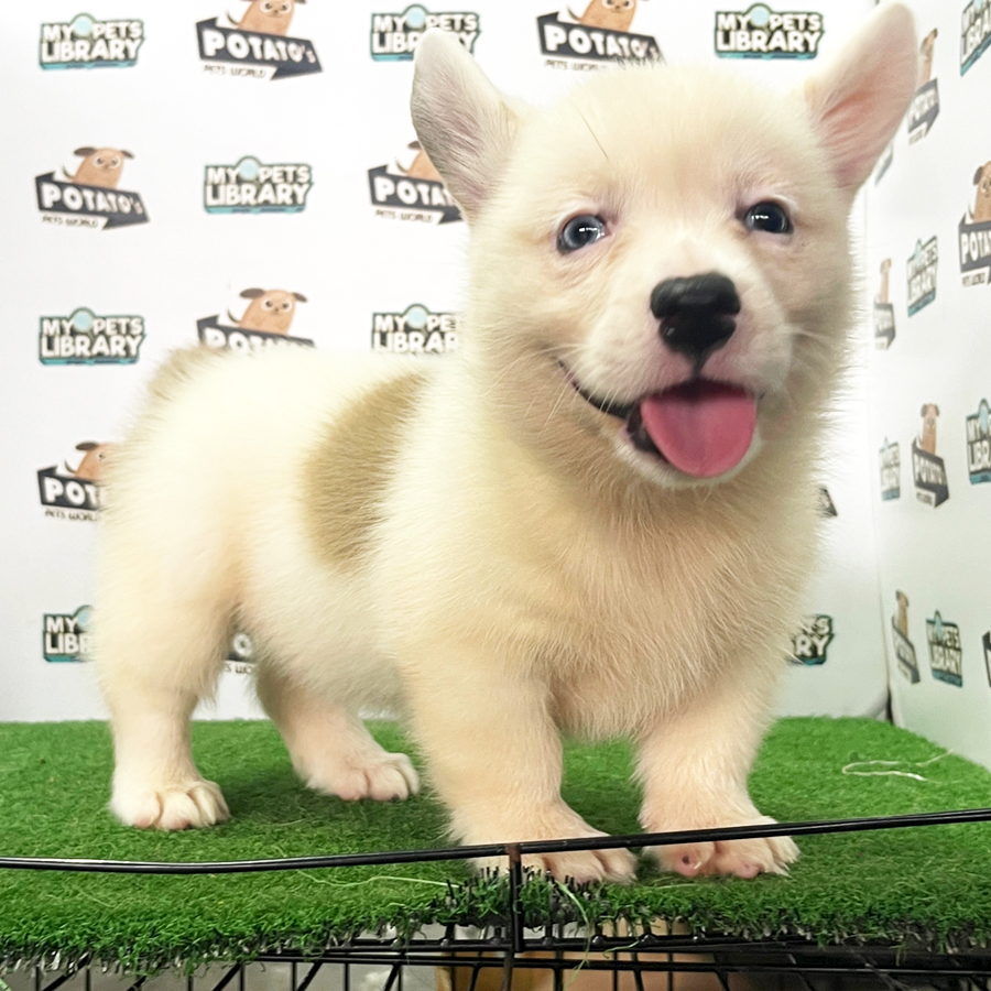 Welsh Corgi Puppy (Male) For Sale