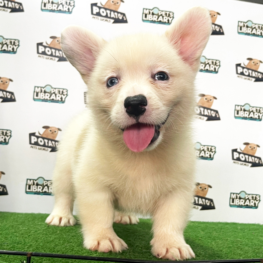 Welsh Corgi Puppy (Female) For Sale