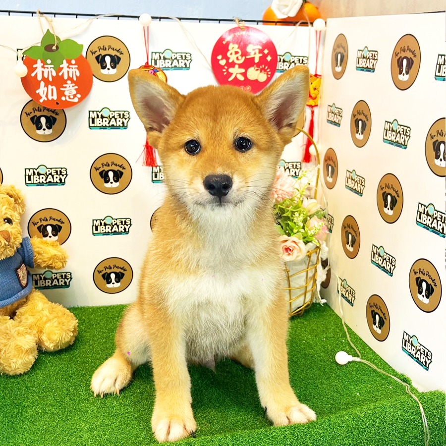 Shiba Inu Puppy (Male) For Sale