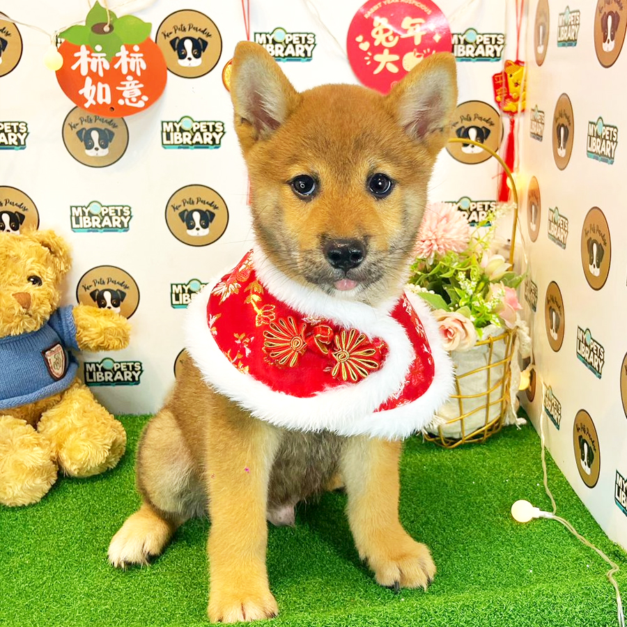 Shiba Inu Puppy (Male) For Sale