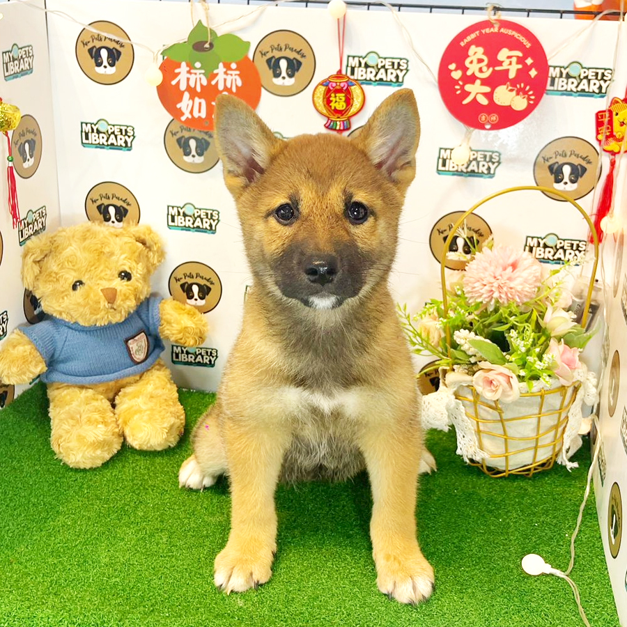 Shiba Inu Puppy (Female) For Sale