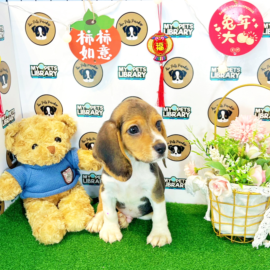 Beagle Puppy (Male) For Sale