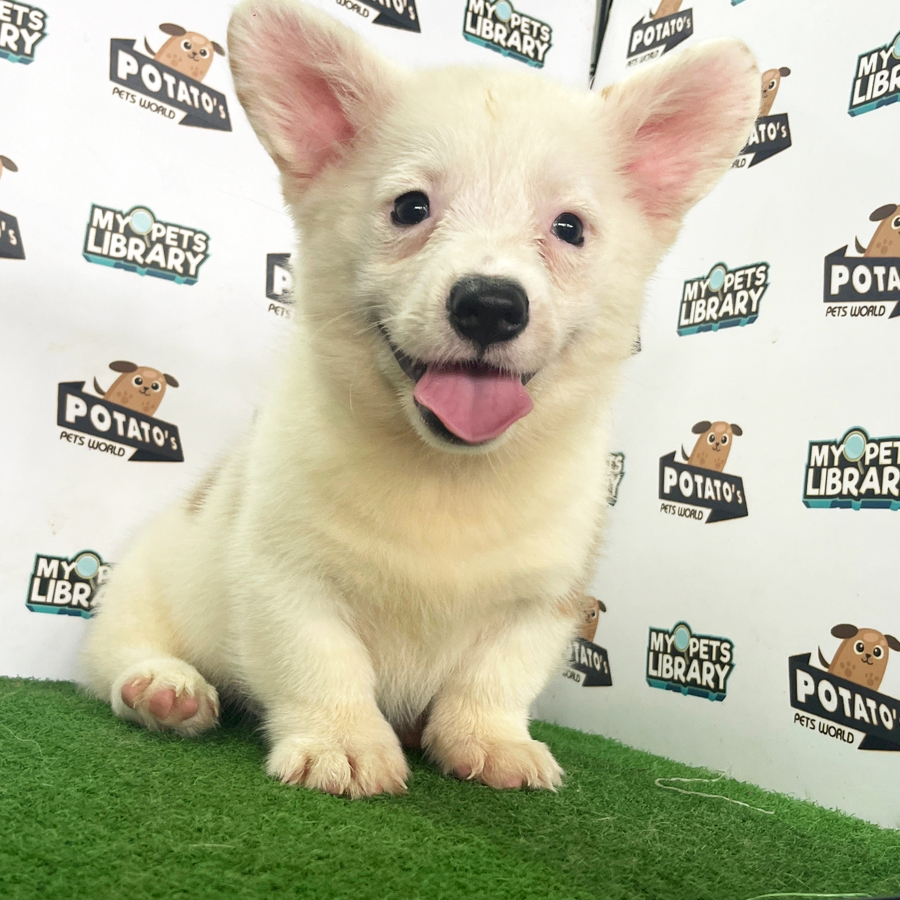 Welsh Corgi Puppy (Male) For Sale