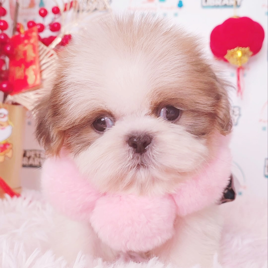 Shih Tzu Puppy (Male) For Sale