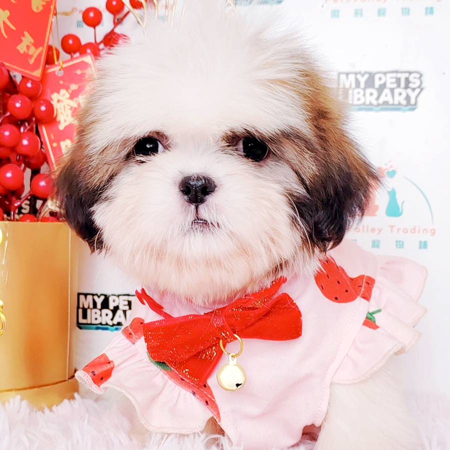 Shih Tzu Puppy (Female) For Sale