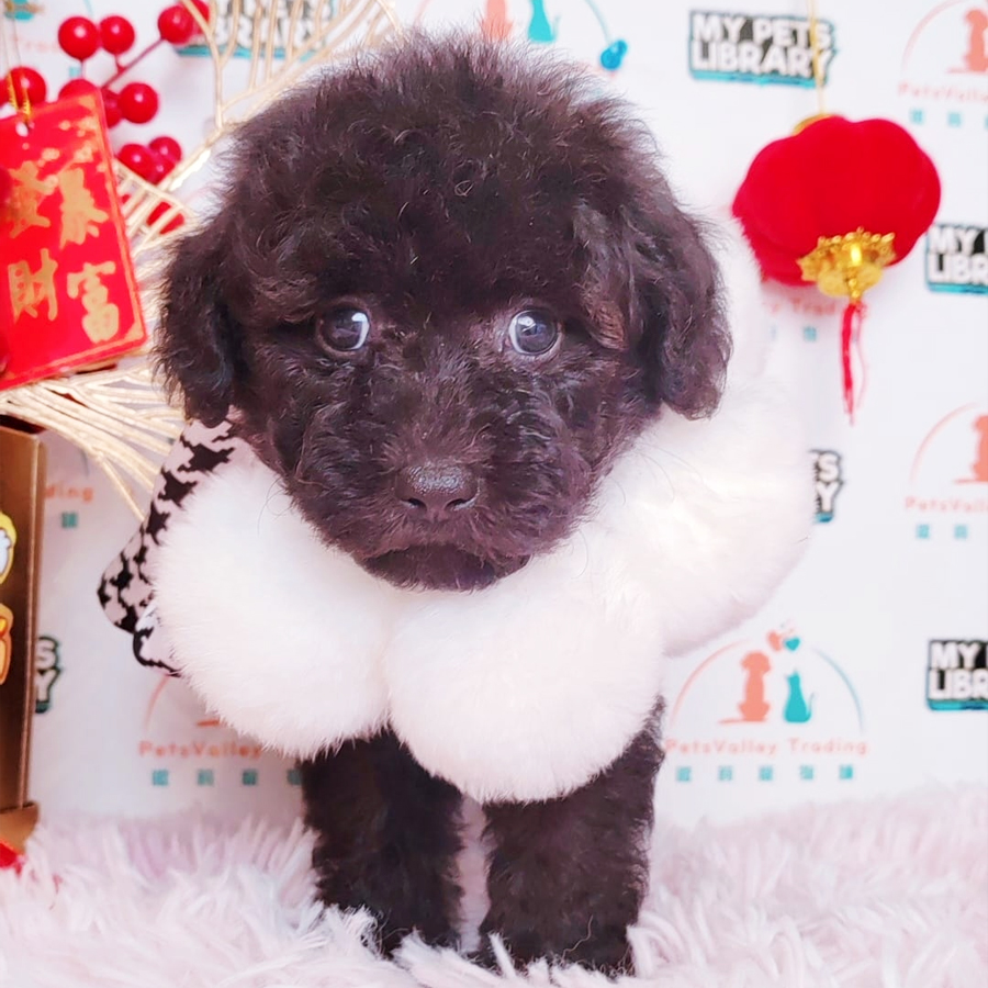 Toy Poodle Puppy (Female) For Sale