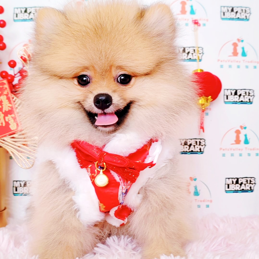 Pomeranian Puppy (Male) For Sale