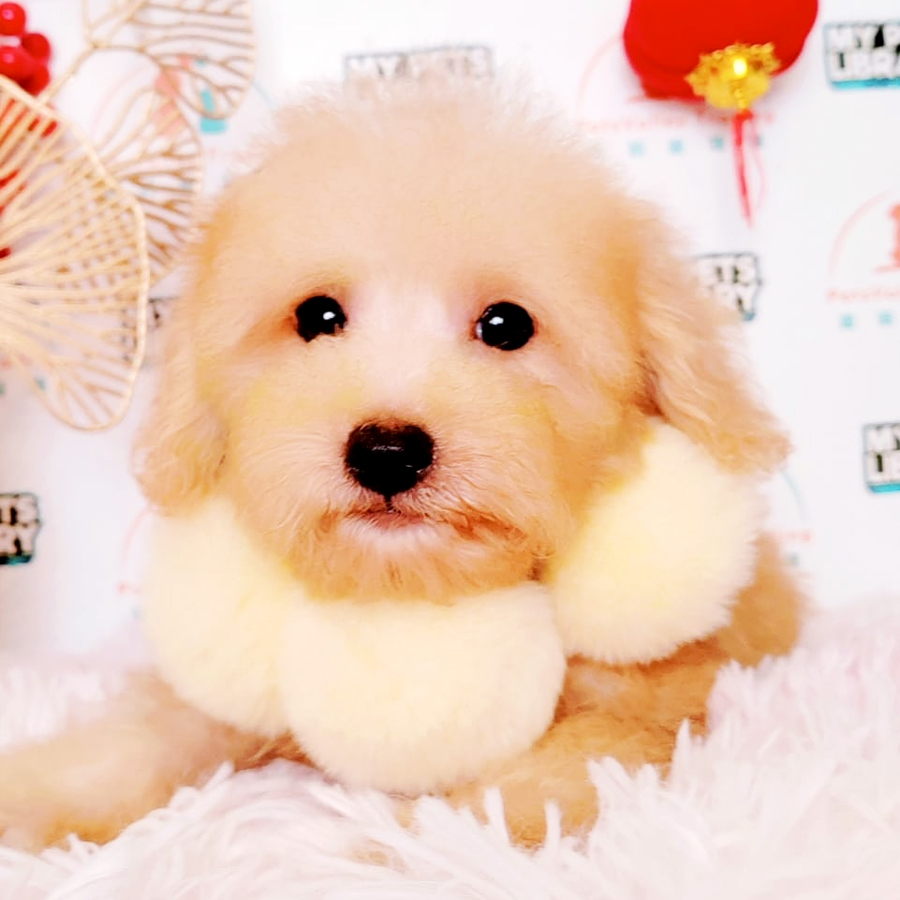 Maltipoo Puppy (Male) For Sale