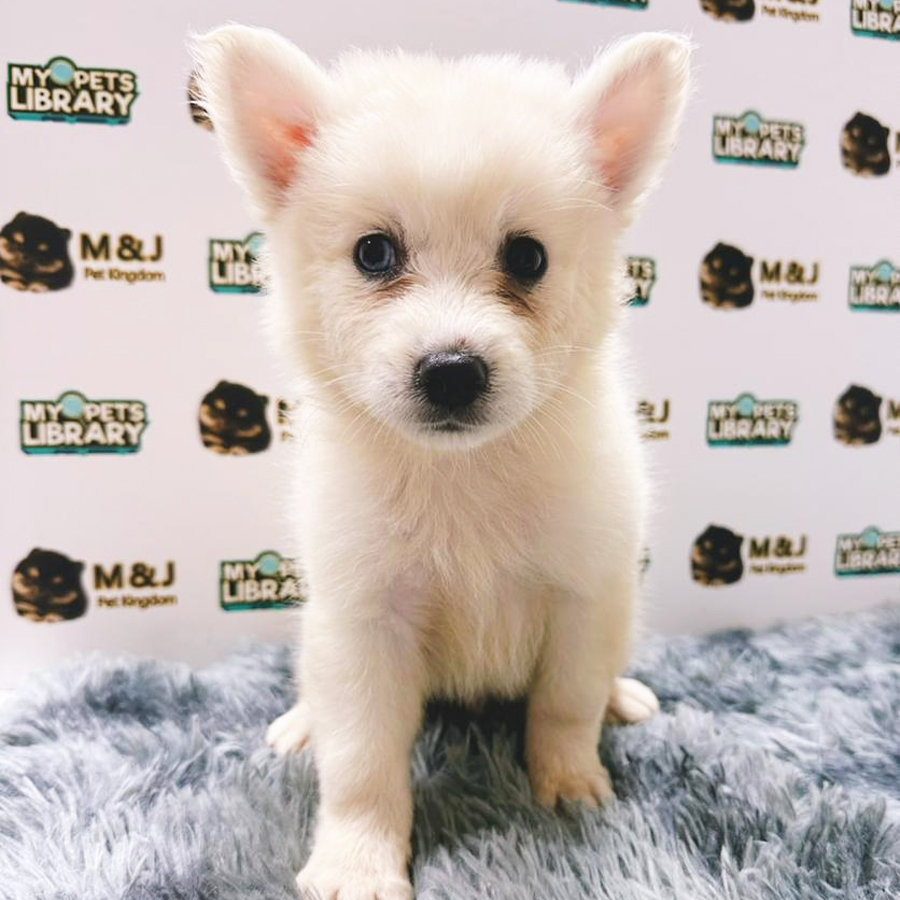 Pomsky Puppy (Male) For Sale