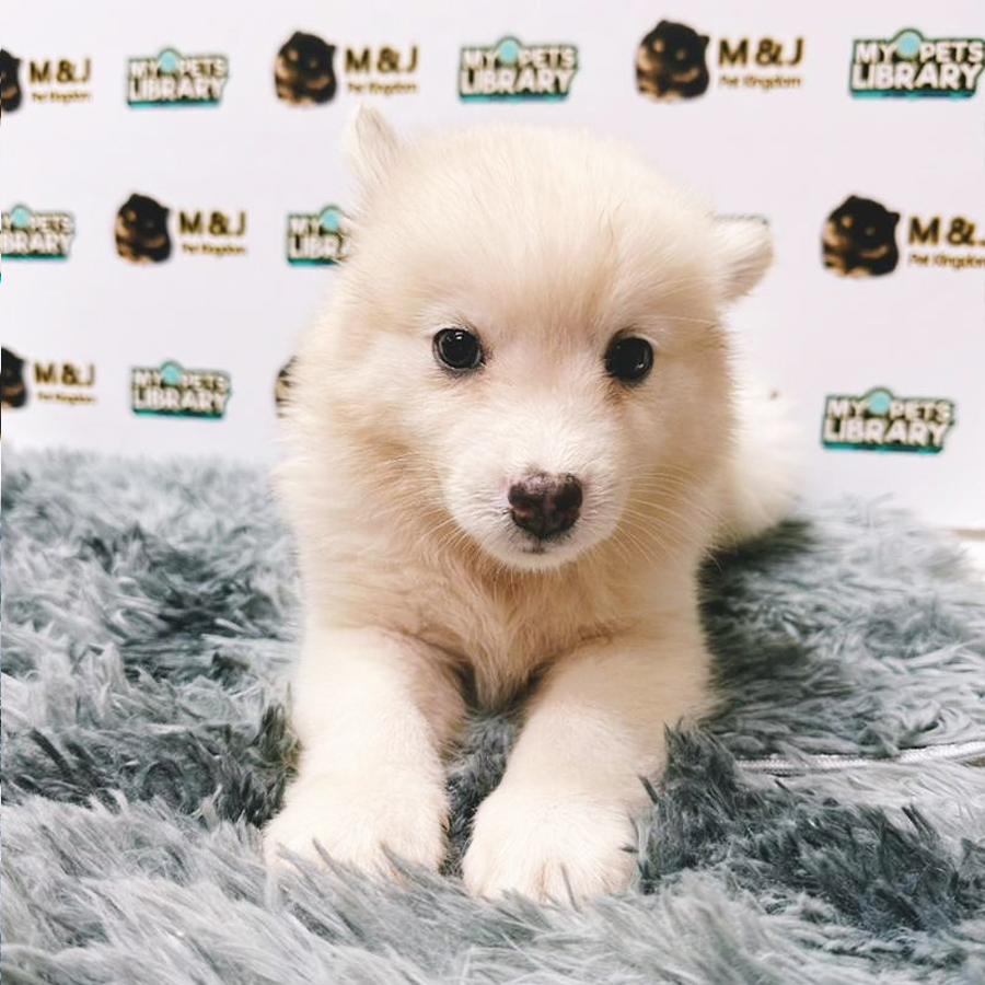 Pomsky Puppy (Male) For Sale