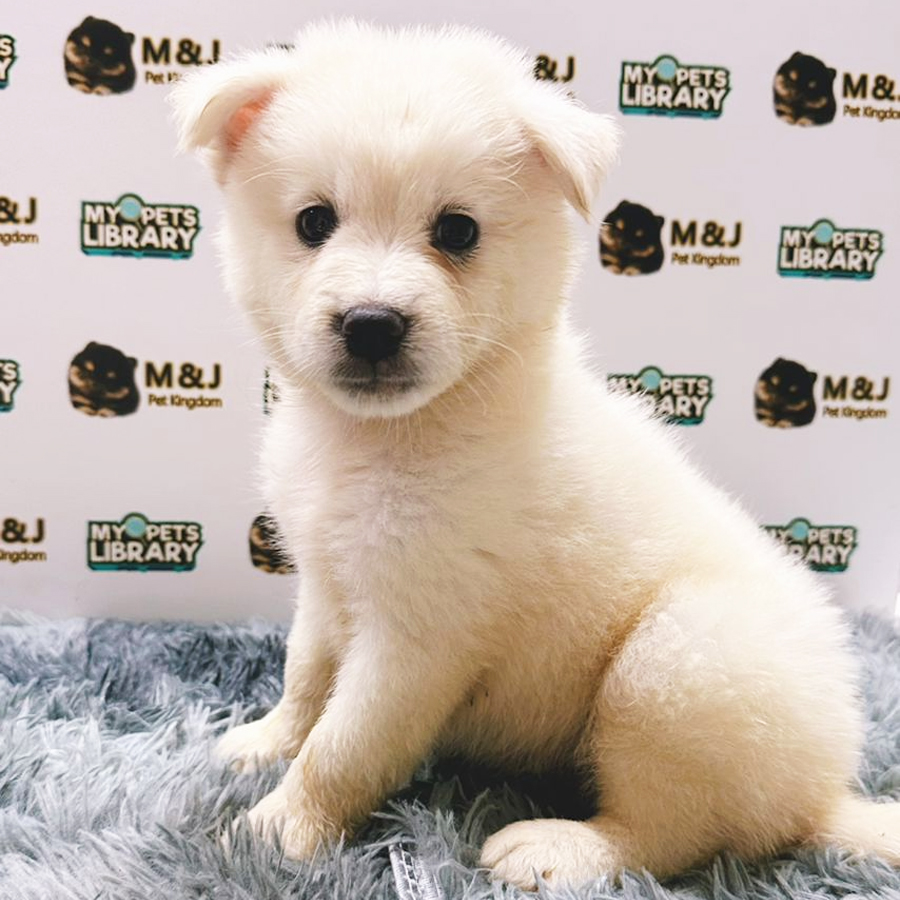 Pomsky Puppy (Male) For Sale