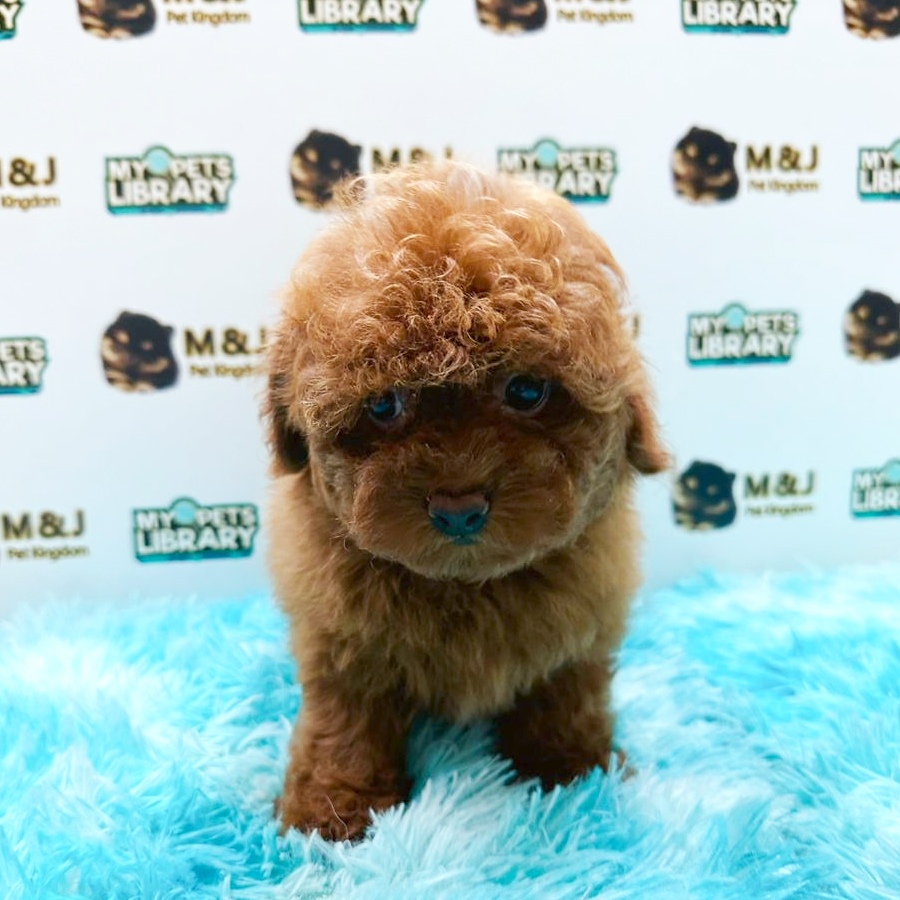 Tiny Poodle Puppy (Male) For Sale