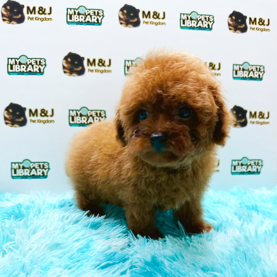 Tiny Poodle Puppy (Male) For Sale