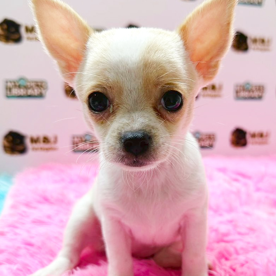Chihuahua Puppy (Female) For Sale