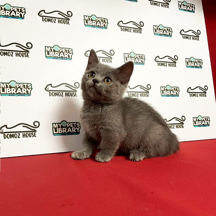British Shorthair Munchkin Kitten (Female) For Sale