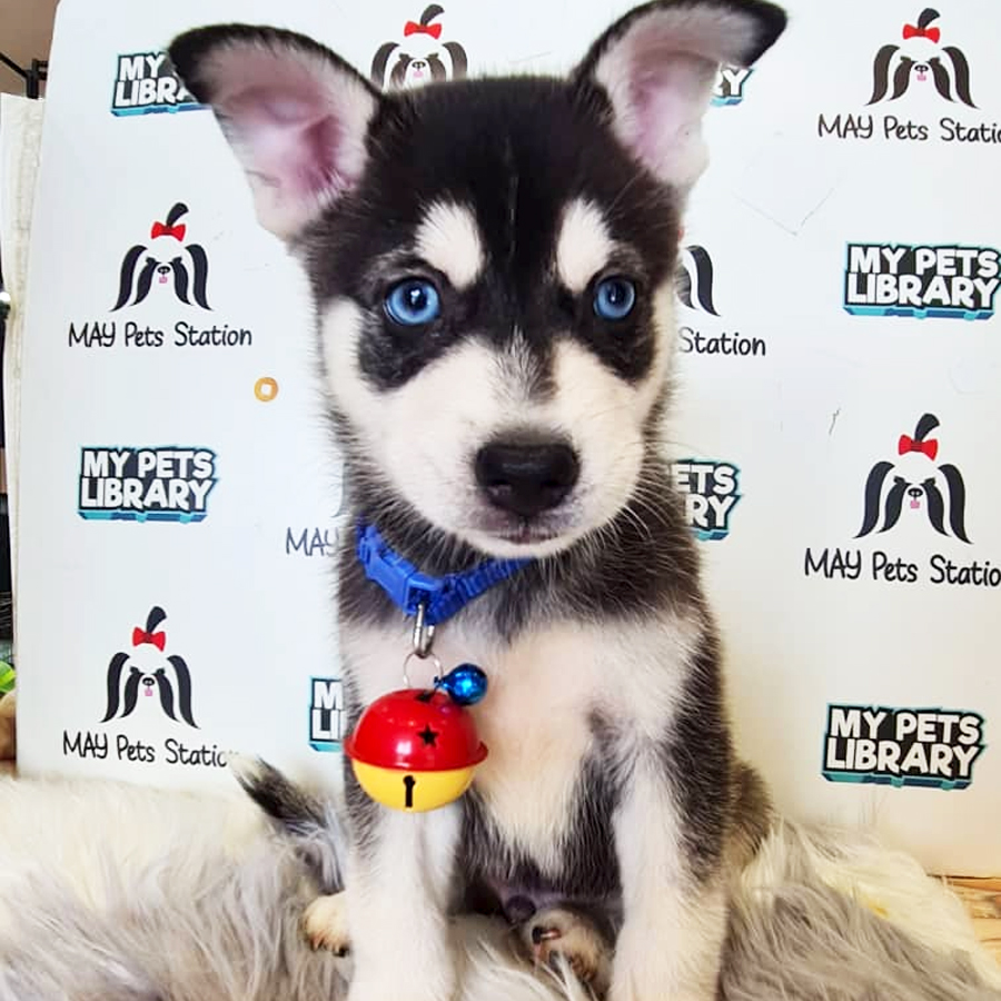 Pomsky Puppy (Male) For Sale