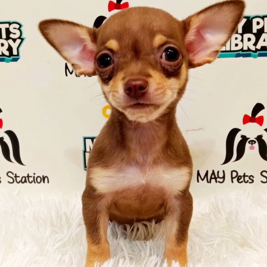 Chihuahua Puppy (Female) For Sale