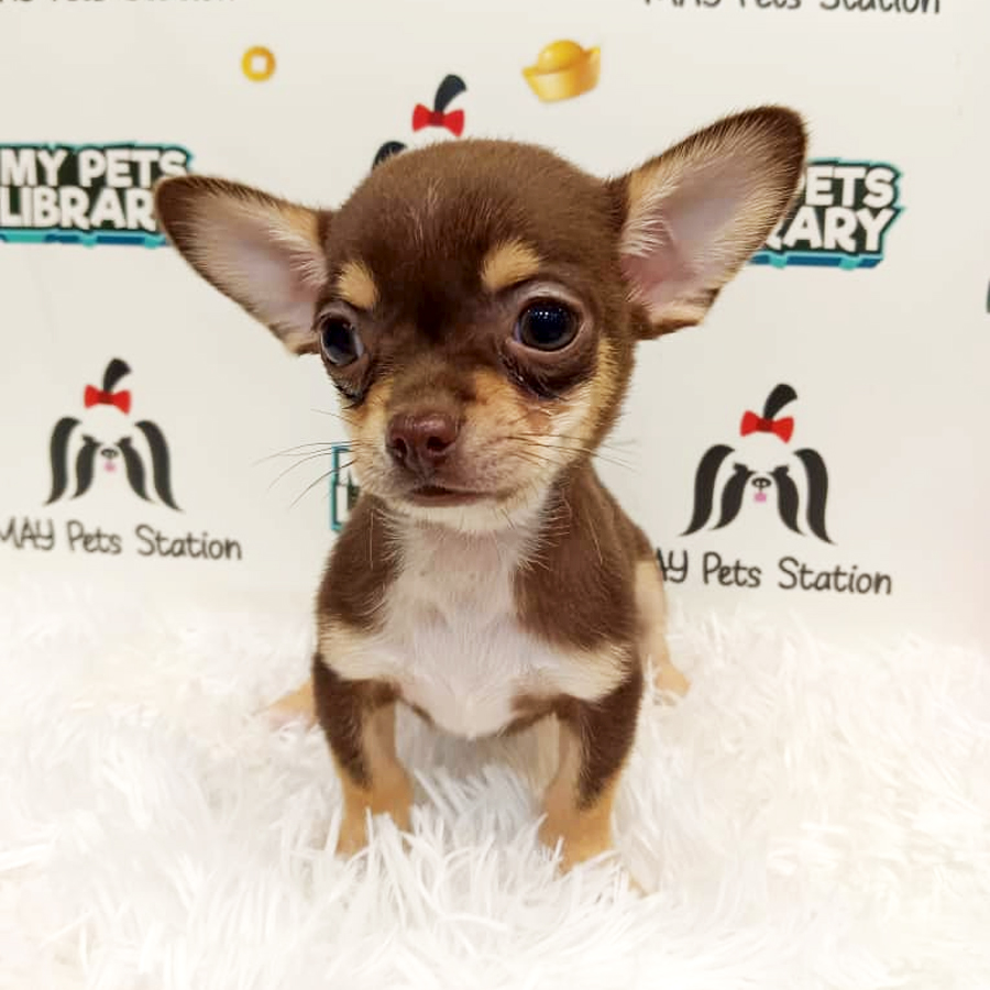 Chihuahua Puppy (Male) For Sale