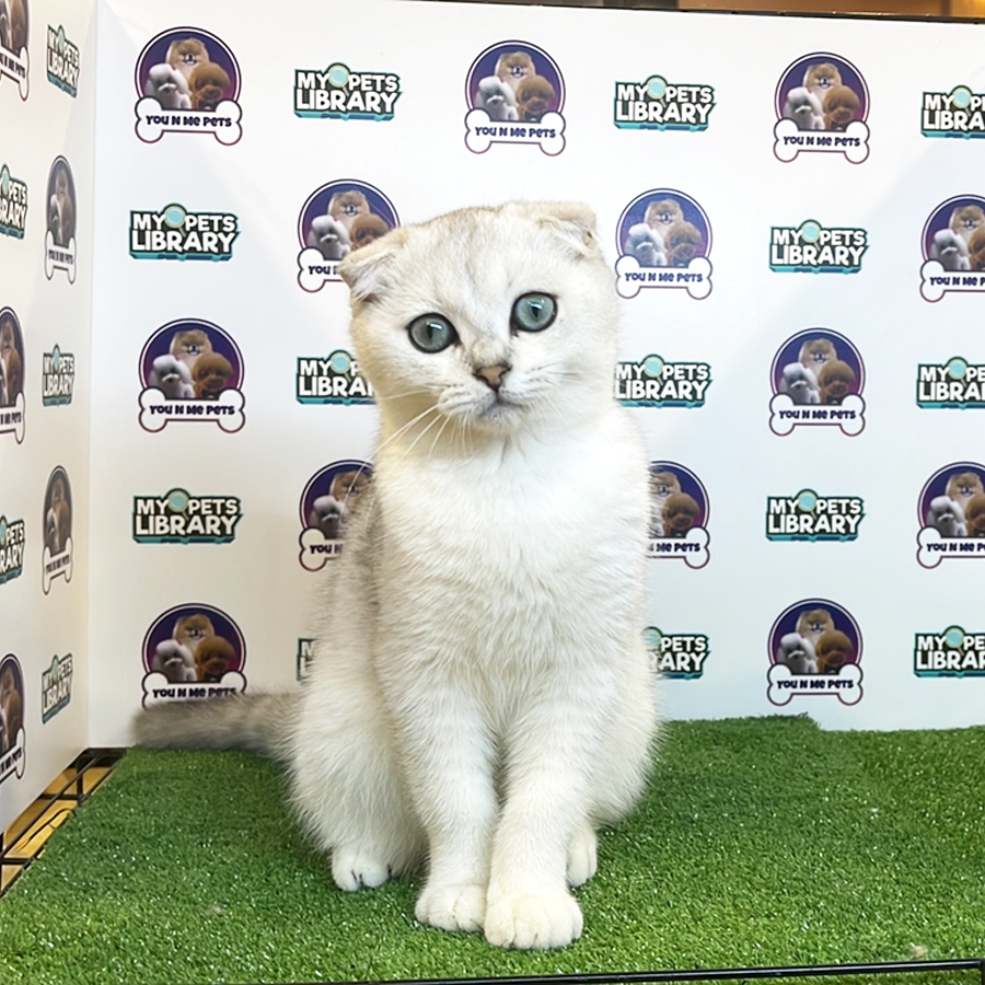 Scottish Fold Kitten (Male) For Sale