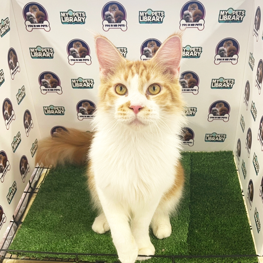 CFA Mainecoon Kitten (Male) For Sale