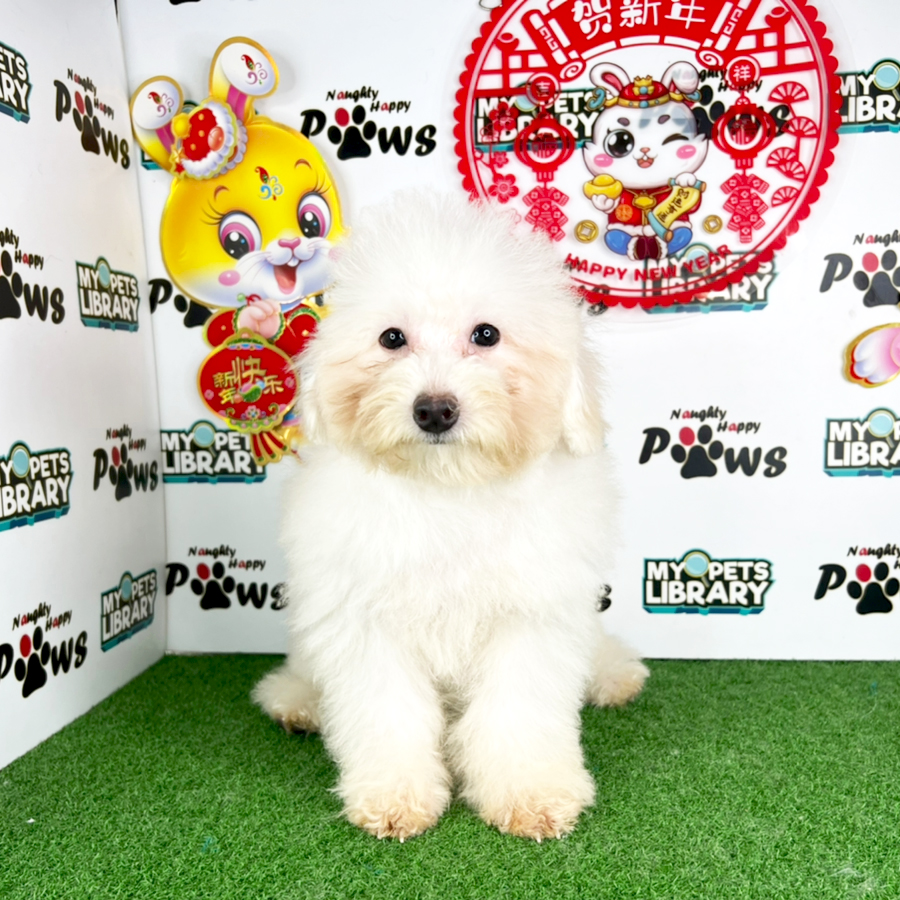 Toy Poodle Puppy (Male) For Sale