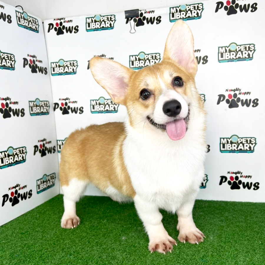 Welsh Corgi Puppy (Female) For Sale