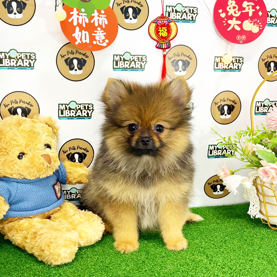 Pomeranian Puppy (Female) For Sale