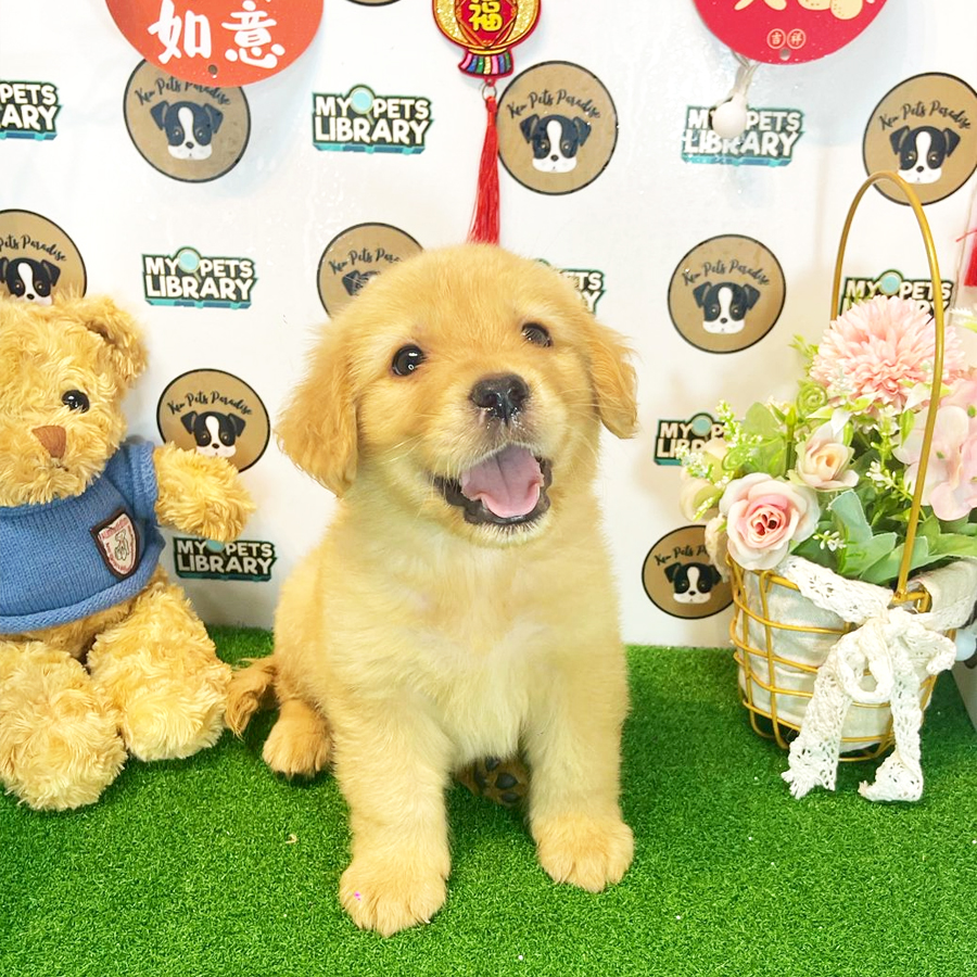 Golden Retriever Puppy (Male) For Sale