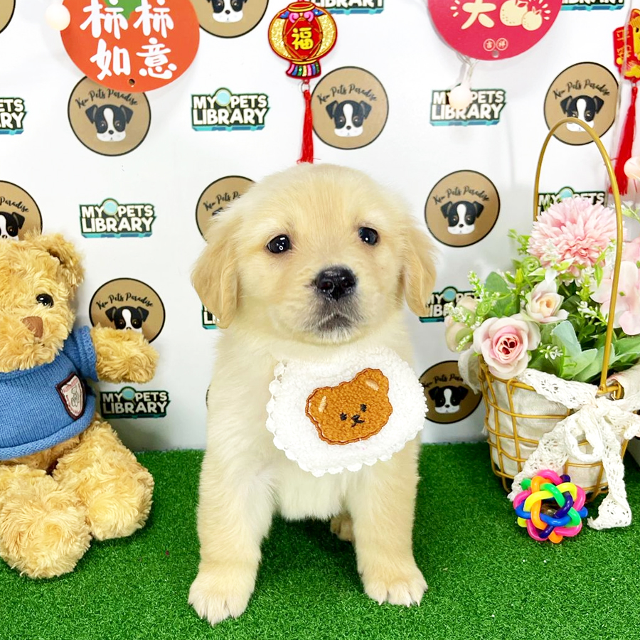 Golden Retriever Puppy (Male) For Sale
