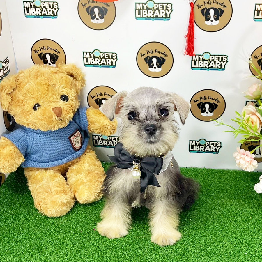 Schnauzer Puppy (Female) For Sale