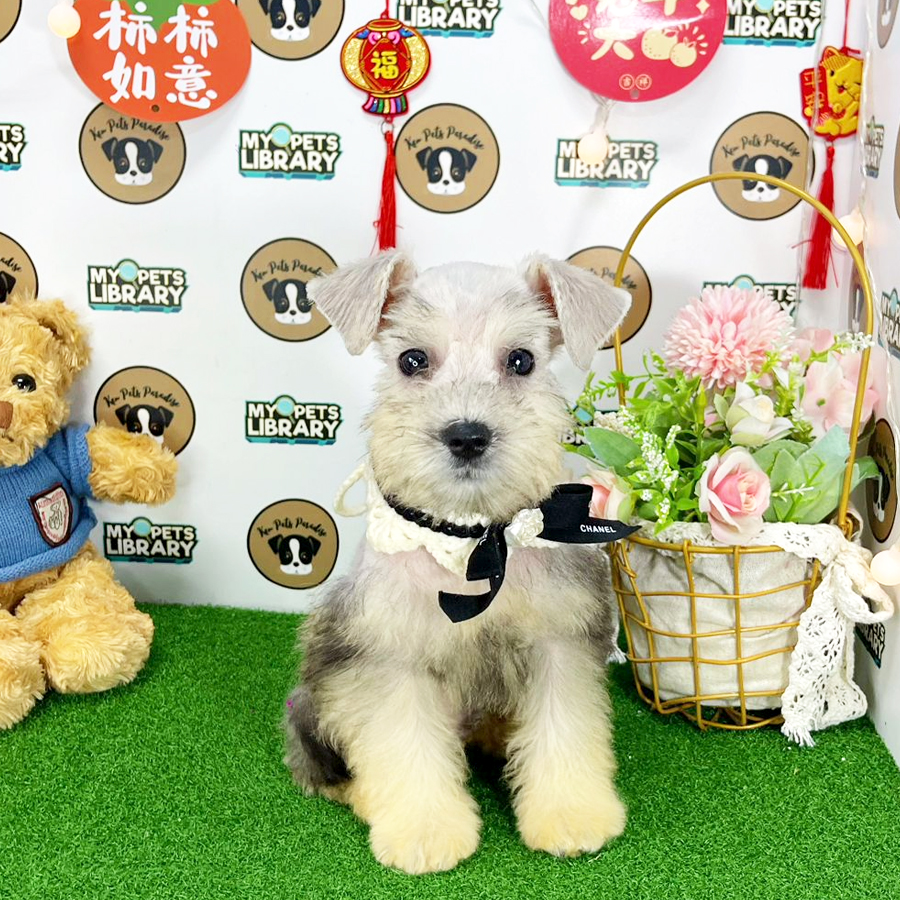 Schnauzer Puppy (Male) For Sale