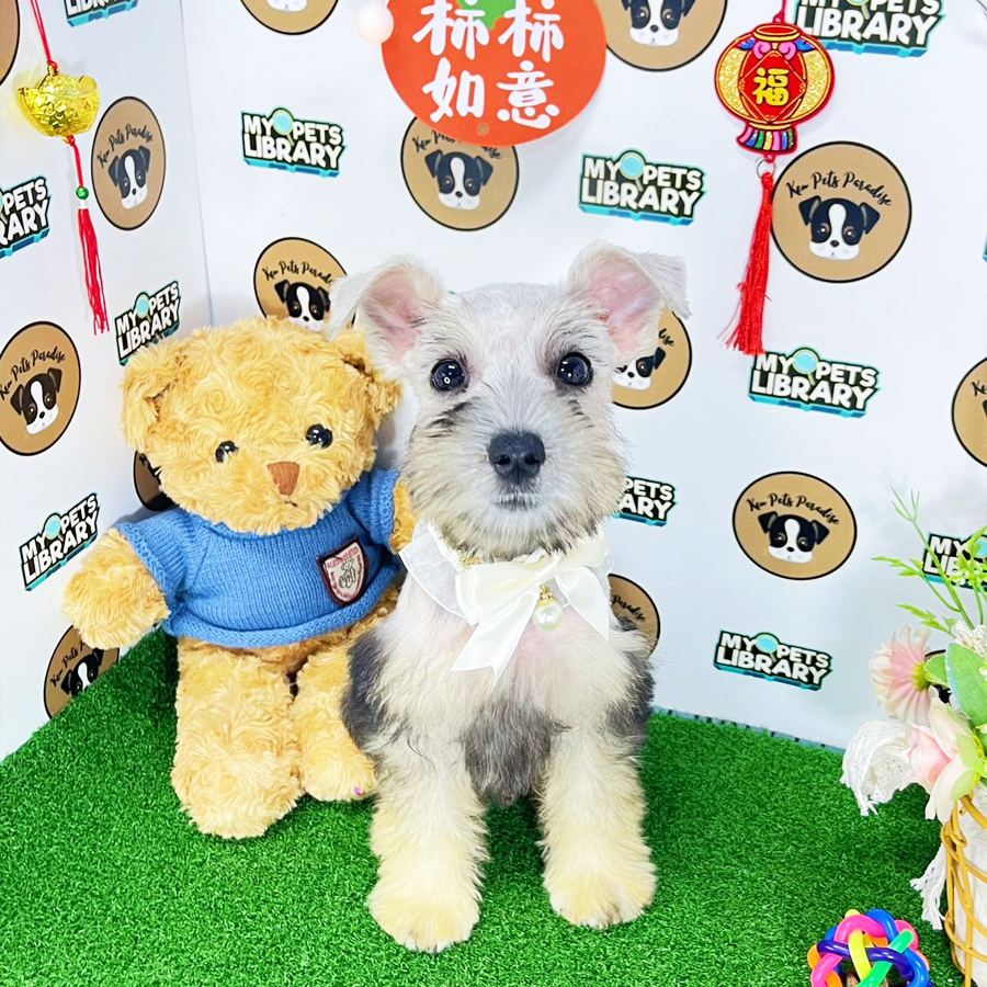Schnauzer Puppy (Male) For Sale