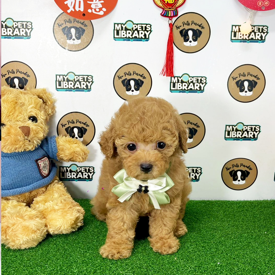 Toy Poodle Puppy (Male) For Sale