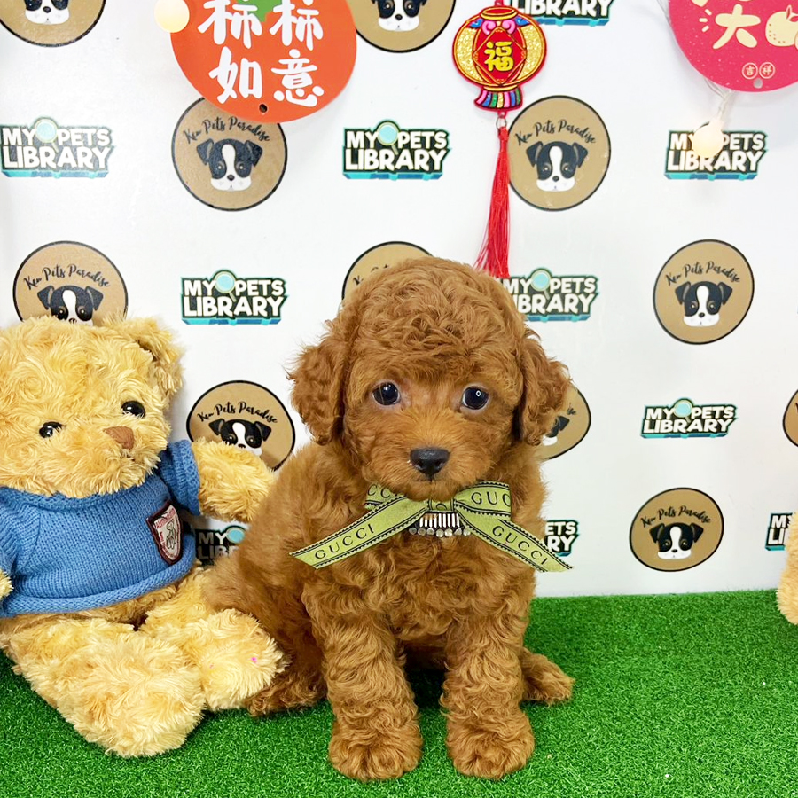 Toy Poodle Puppy (Male) For Sale