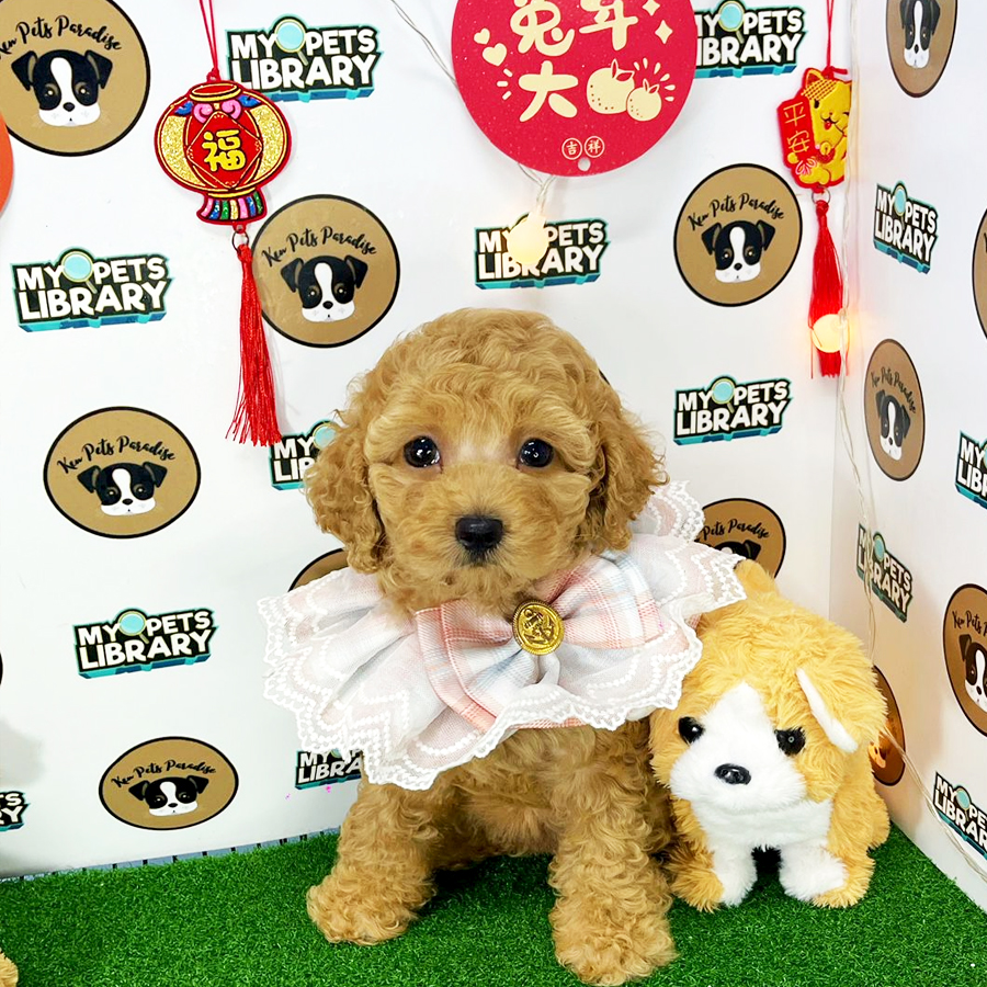 Toy Poodle Puppy (Female) For Sale