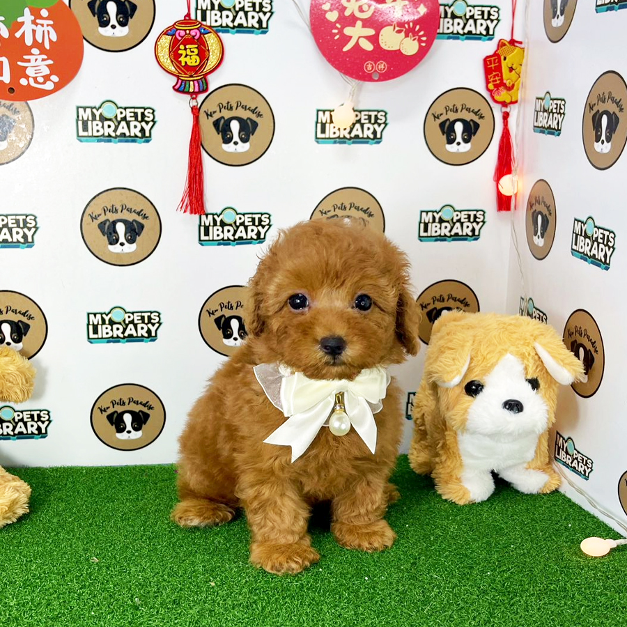Toy Poodle Puppy (Female) For Sale