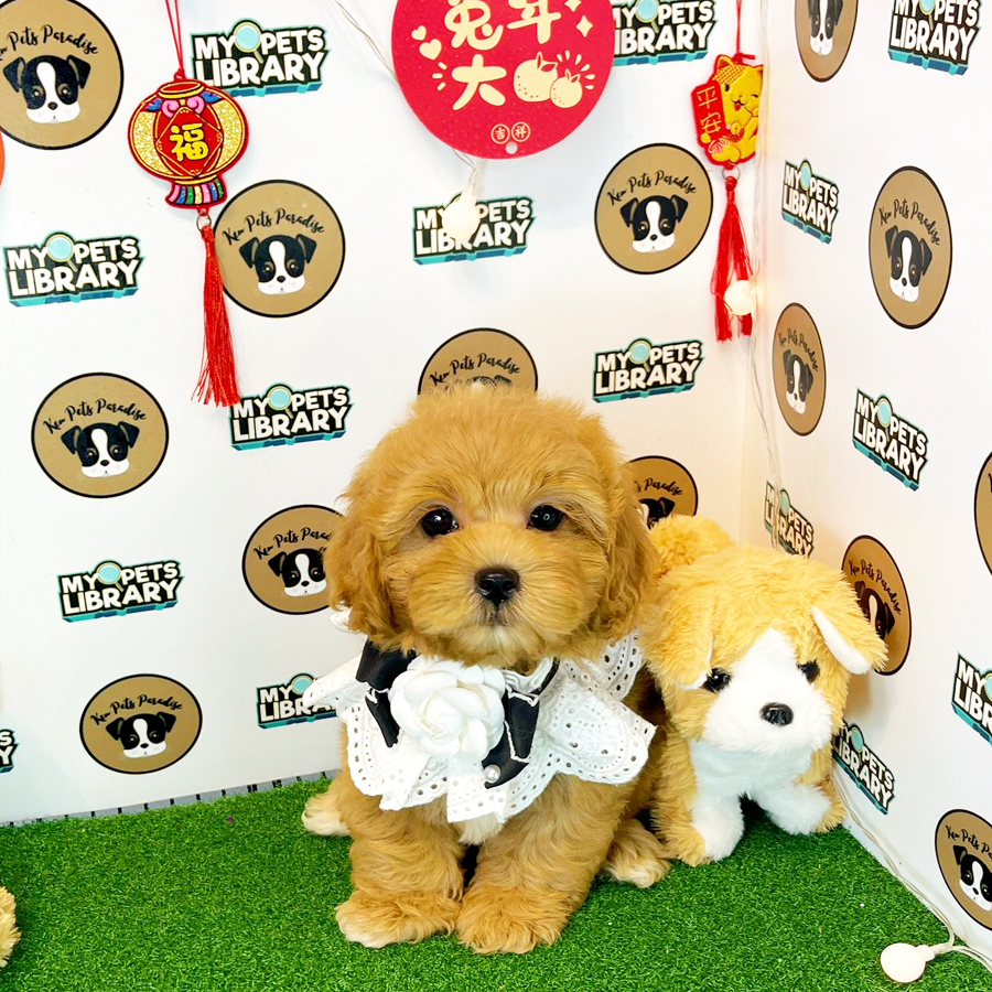 Shihpoo Puppy (Male) For Sale