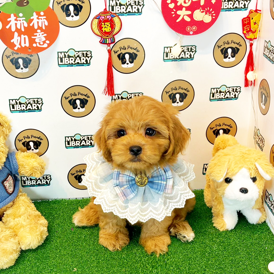 Shihpoo Puppy (Male) For Sale