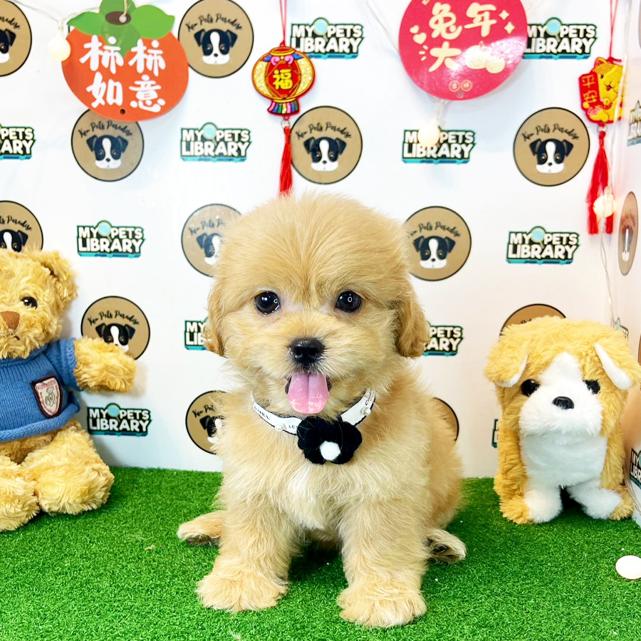 Shihpoo Puppy (Female) For Sale