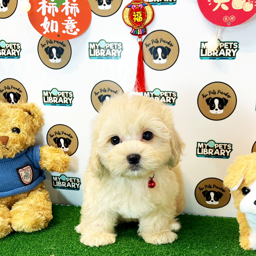 Shihpoo Puppy (Male) For Sale