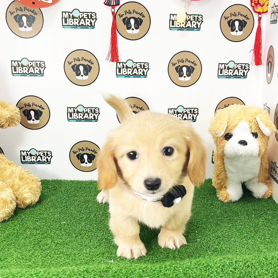 Miniature Dachshund Puppy (Female) For Sale