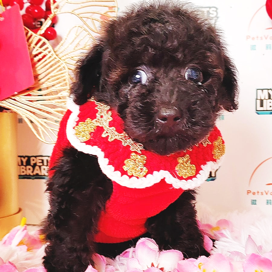 Toy Poodle Puppy (Female) For Sale