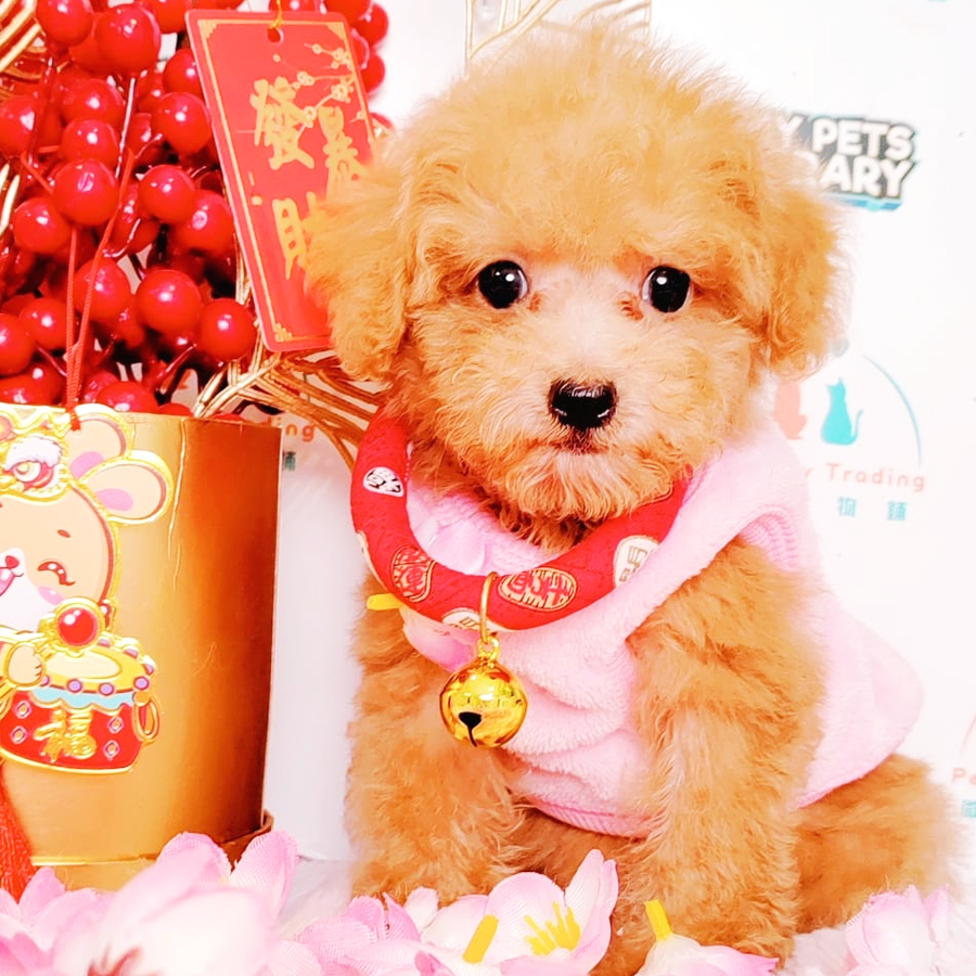 Toy Poodle Puppy (Female) For Sale