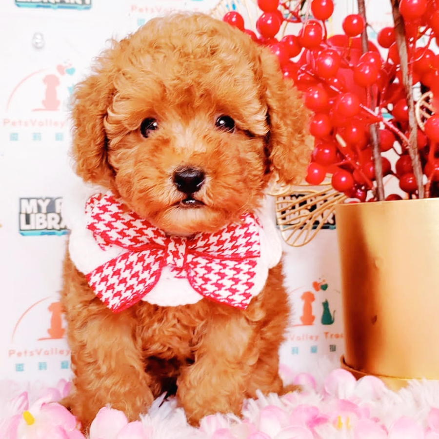 Toy Poodle Puppy (Male) For Sale