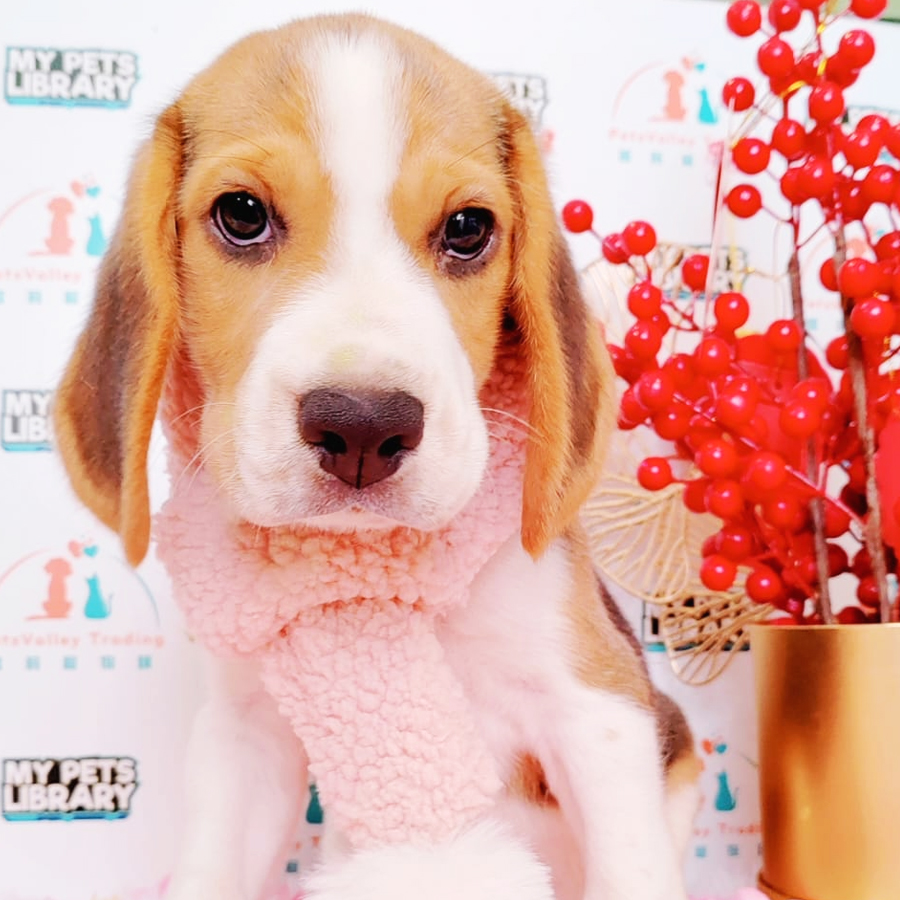 Beagle Puppy (Male) For Sale