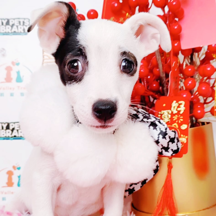 Jack Russell Puppy (Male) For Sale
