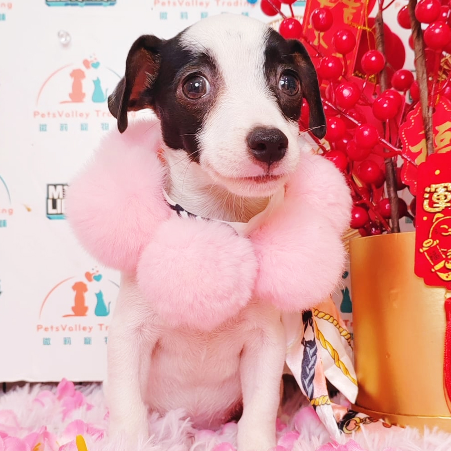 Jack Russell Puppy (Female) For Sale