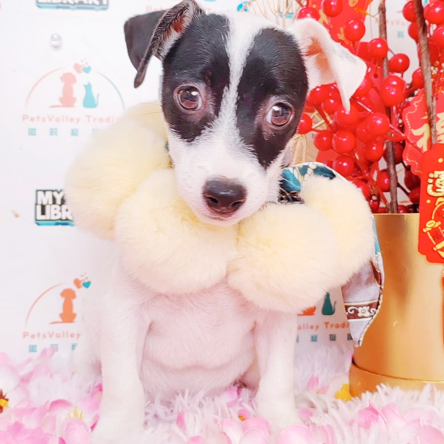 Jack Russell Puppy (Male) For Sale
