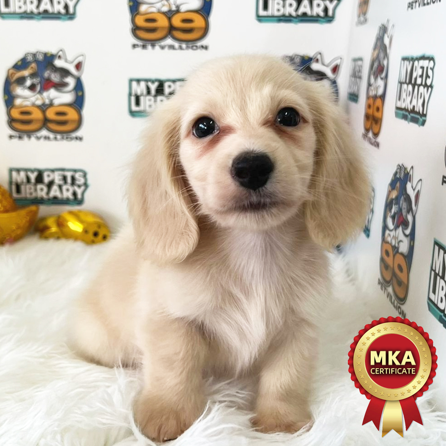 MKA Longcoat Miniature Dachshund Puppy (Male) For Sale