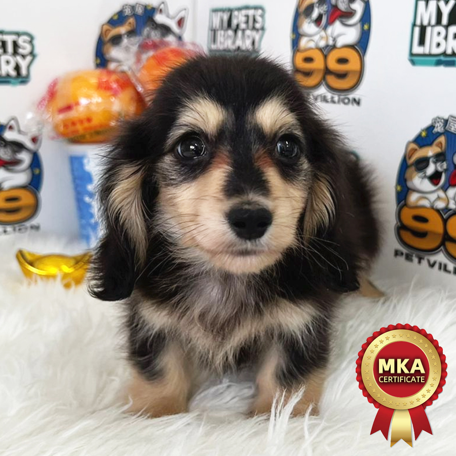 MKA Longcoat Miniature Dachshund Puppy (Male) For Sale